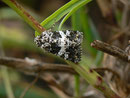 Hadena compta (Weissbinden-Nelkeneule) / NOCTUIDAE/Hadeninae (Eulen)