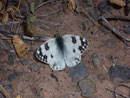 Pontia daplidice (Weibchen) / PIERIDAE/Pierinae (Weisslinge)
