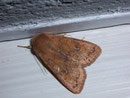 Agrochola circellaris (Rötlichgelbe Herbsteule) / NOCTUIDAE (Eulen)