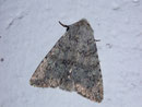 Apamea platinea (Platingraue Grasbüscheleule) / NOCTUIDAE (Eulen)
