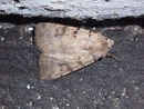 Eugnorisma depuncta (Basalfleck-Bodeneule) / NOCTUIDAE (Eulen)