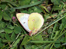 Colias phicomone (Alpen-Gelbling) / PIERIDAE/Coliadinae (Weisslinge, Gelblinge)
