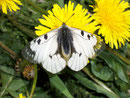 Parnassius mnemosyne (Schwarzer Apollo) /  PAPILIONIDAE/Parnassinae (Ritterfalter)