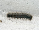 Lymantria dispar (Schwammspinner, Raupe) / CH TI Brissago ca 600 m, 03. 08. 2010