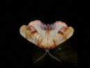 Plagodis dolabraria (Hobelspanner) / GEOMETRIDAE/Ennominae (Spanner)