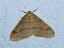 Agriopis aurantiaria