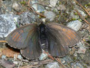 Erebia tyndarus (Schillernder Mohrenfalter, Weibchen)  / NYMPHALIDAE/Tr. Erebiini (Edelfalter)