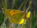 Colias croceus (Postillon, Weibchen) / E Alicante, Costa Blanca, Sta. Pola, El Pinet, Parque Natural de las Salinas de Sta. Pola, Meereshöhe, 21. 04. 2012