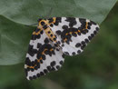 Abraxas grossulariata (Stachelbeer-Harlekin) / GEOMETRIDAE Ennominae (Spanner)