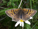 Melitaea diamina (Baldrian-Scheckenfalter) / NYMPHALIDAE/Tribus Meliteaini (Edelfalter)