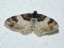 Catarhoe cuculata (Braunbinden-Blattspanner) / GEOMETRIDAE/Larentiinae (Spanner)