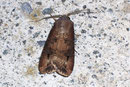 Agrotis ipsilon (Ypsilon-Eule)  / NOCTUIDAE (Eulen)