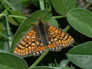 Euphydryas aurinia aurinia (Skabiosen-Scheckenfalter) / Frankreich Le Pouzin, Rhônekanal 81 m, 13. 05. 2012