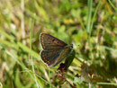 Lycaena tityrus (Brauner Feuerfalter, Männchen) / CH TI Centovalli Lionza 840 m, 27. 05. 2013