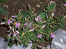 Ononis spinosa (Dornige Hauhechel) / Fabaceae
