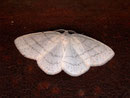 Cabera pusaria (Weissstirn-Weissspanner) / GEOMETRIDAE/ Ennominae (Spanner)