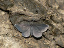 Odezia atrata (Schwarzspanner) / CH BE Engstlenalp Spycherflue 1921 m, 26. 07. 2013
