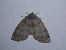 Ochropacha duplaris (Erlen-Wollrückenspinner) / DREPANIDAE/Thyatirinae (Wollrückensspinner)