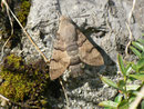 Macroglossum stellatarum (Taubenschwänzchen) / CH BE Hasliberg 1200 m, 12. 09. 2013