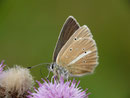 Polyommatus damon (Grünblauer Bläuling, Weibchen) / CH VS Lac de Tseuzier 1777 m, 23. 08. 2017