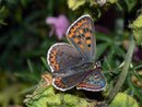 Lycaena tityrus (Brauner Feuerfalter, Weibchen) / LYCAENIDAE/Lycaeninae (Bläulinge)