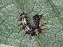 Polygonia c-album (C-Falter, Raupe auf Ulme) / CH BE Hasliberg 1050 m, 01. 07. 2012