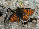 Melitaea varia (Alpen-Scheckenfalter, Männchen) / CH VS Turtmanntal 2200 m, 14. 07. 2010