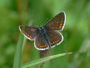 Aricia artaxerxes allous / CH VS VS Col de Verne 1620 m, 09. 07. 2012