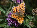 Argynnis niobe (Stiefmütterchen-Perlmuttfalter) / CH VS Zermatt Sunnegga 1950 m, 25. 08. 2010