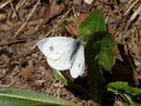 Pieris mannii (Karstweissling, Weibchen) / PIERIDAE/Pierinae (Weisslinge)