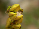 Eupithecia cretaceata fenestrata: Die Raupe lebt hier versteckt zwischen den Kapseln von Germer.