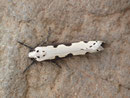 Ethmia bipunctella / ETHMIIDAE