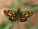 Carterocephalus palaemon (Gelbwürfeliger Dickkopffalter) / HESPERIIDAE/Heteropterinae (Dickkopffalter)