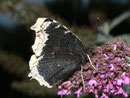 Nymphalis antiopa (Trauermantel) / CH BE Hasliberg 1050 m, 12. 10. 2010