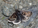 Metaxmeste schrankiana / CRAMBIDAE/Odontiinae (Zünsler)