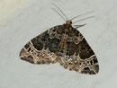 Ecliptopera silaceata (Braunleibiger Springkrautspanner)  / GEOMETRIDAE/Larentiinae (Spanner)