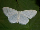 Scopula floslactata (Gelblichweisser Kleinspanner) / GEOMETRIDAE/ Sterrhinae (Spanner)