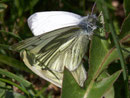 Pieris napi (Grünaderweissling) / CH BE Hasliberg 1050 m, 01. 05. 2009