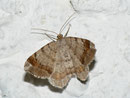 Macaria liturata (Violettgrauer Eckflügelspanner) / GEOMETRIDAE/Ennominae (Spanner)