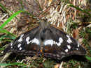 Apatura iris (Grosser Schillerfalter, Männchen) / NYMPHALIDAE/Apaturinae (Edelfalter)
