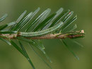Macaria liturata (Violettgrauer Eckflügelspanner)