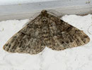 Deileptenia ribeata (Moosgrüner Rindenspannre) / GEOMETRIDAE/Ennominae (Spanner)