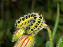 Zygaena filipendulae (Sechsfleck-WIdderchen)