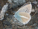 Polyommatus damon (Grünblauer Bläuling, Männchen) / Italien Aostatal Valpelline Glacier-By 2070 m, 09. 09. 2008