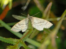 Scopula ternata (Heidelbeer-Kleinspanner) / CH UR Meiental Planggen 1688 m, 22. 07. 2013