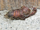 Lymantria dispar (Schwammspinner, Puppe) / CH TI Redondo-Sementina 520 m, 14. 10. 2010