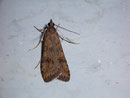 Nomophila noctuella (Wanderzünsler) / CRAMBIDAE/Spilomelinae (Zünsler)
