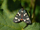 Callimorpha dominula (Schönbär) / CH BE Hasliberg 1150 m, 12. 07. 2017
