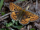 Boloria euphrosyne (Veilchen-Perlmuttfalter, Weibchen) / CH BE Hasliberg 1100 m, 16. 05. 2008