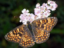 Melitaea phoebe (Flockenblumen-Scheckenfalter, Männchen) / CH VS Binntal Heiligkreuz 1800 m, 10. 08. 2010